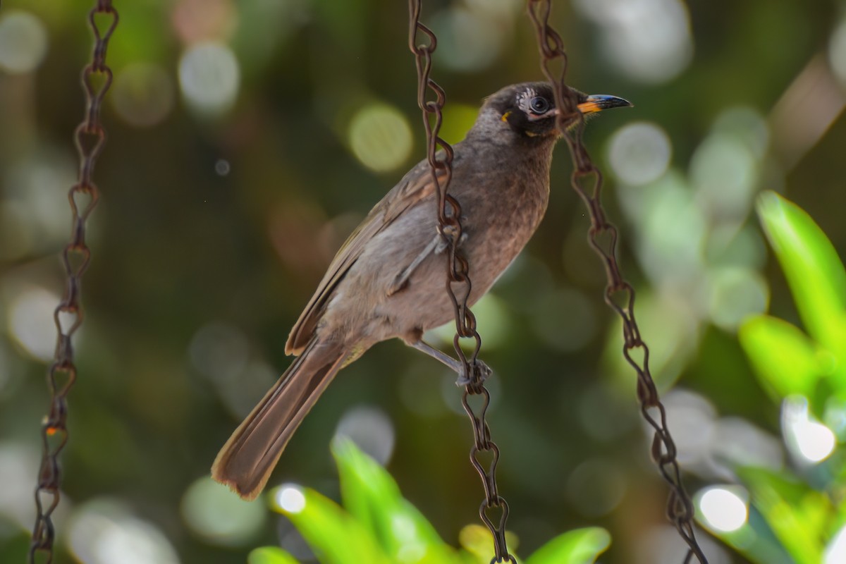 Bridled Honeyeater - ML621508780