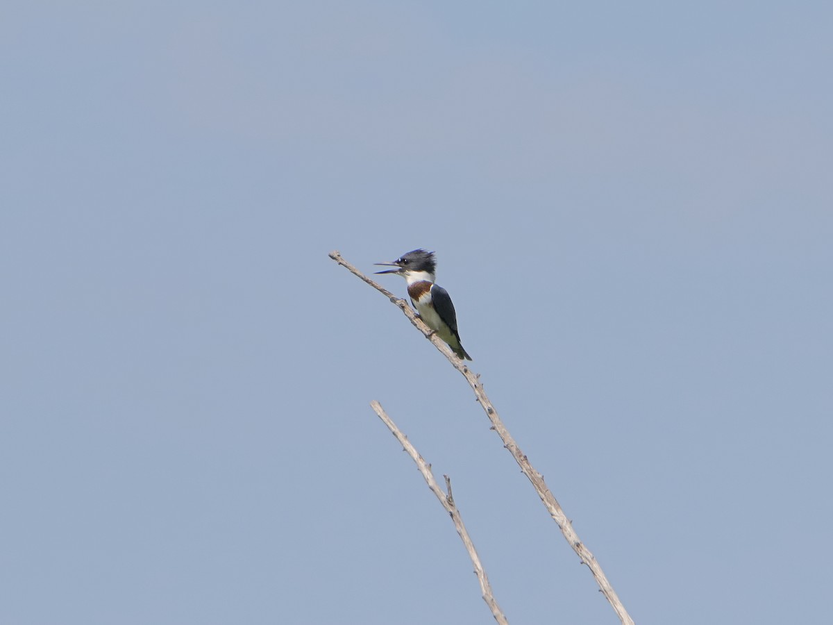 Belted Kingfisher - ML621508851