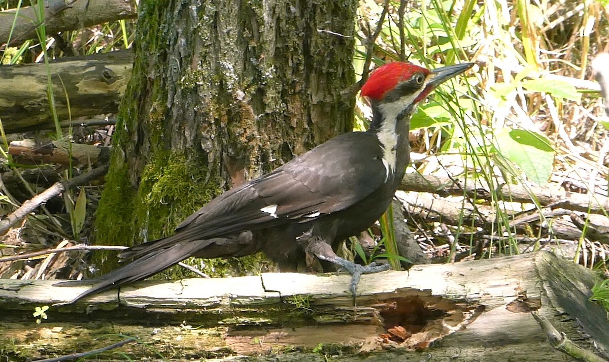 Pileated Woodpecker - ML621508852