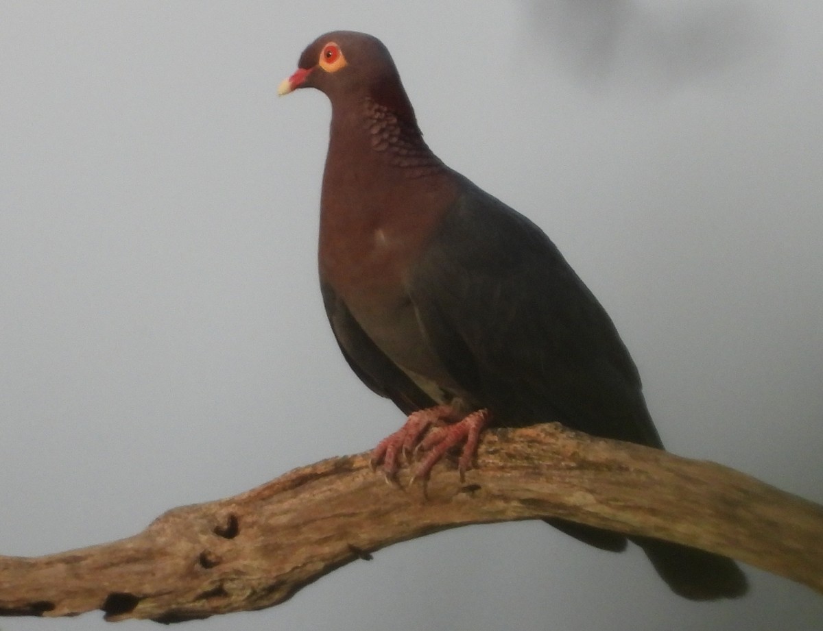 Scaly-naped Pigeon - ML621508862