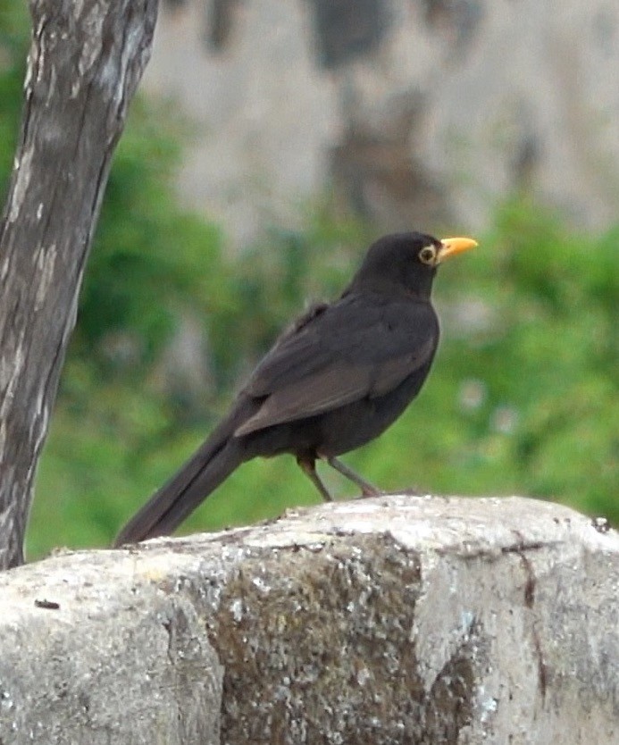 Eurasian Blackbird - ML621508867