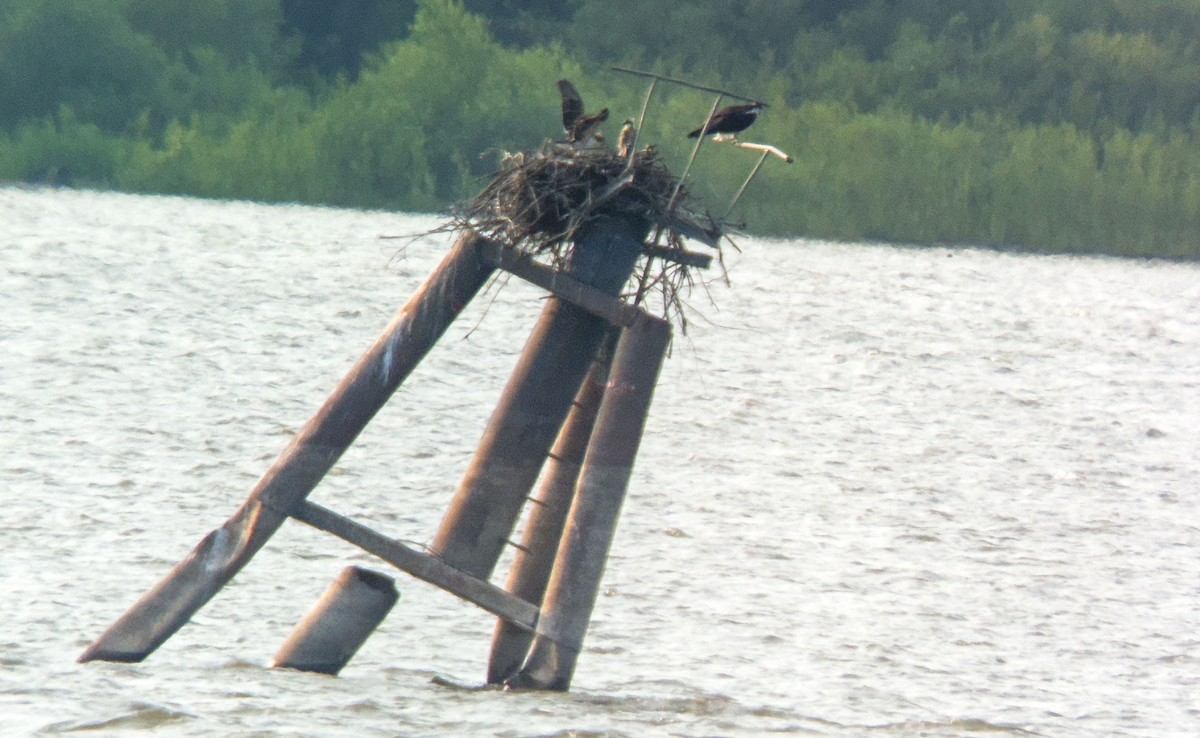 Загасч явлаг - ML621508902