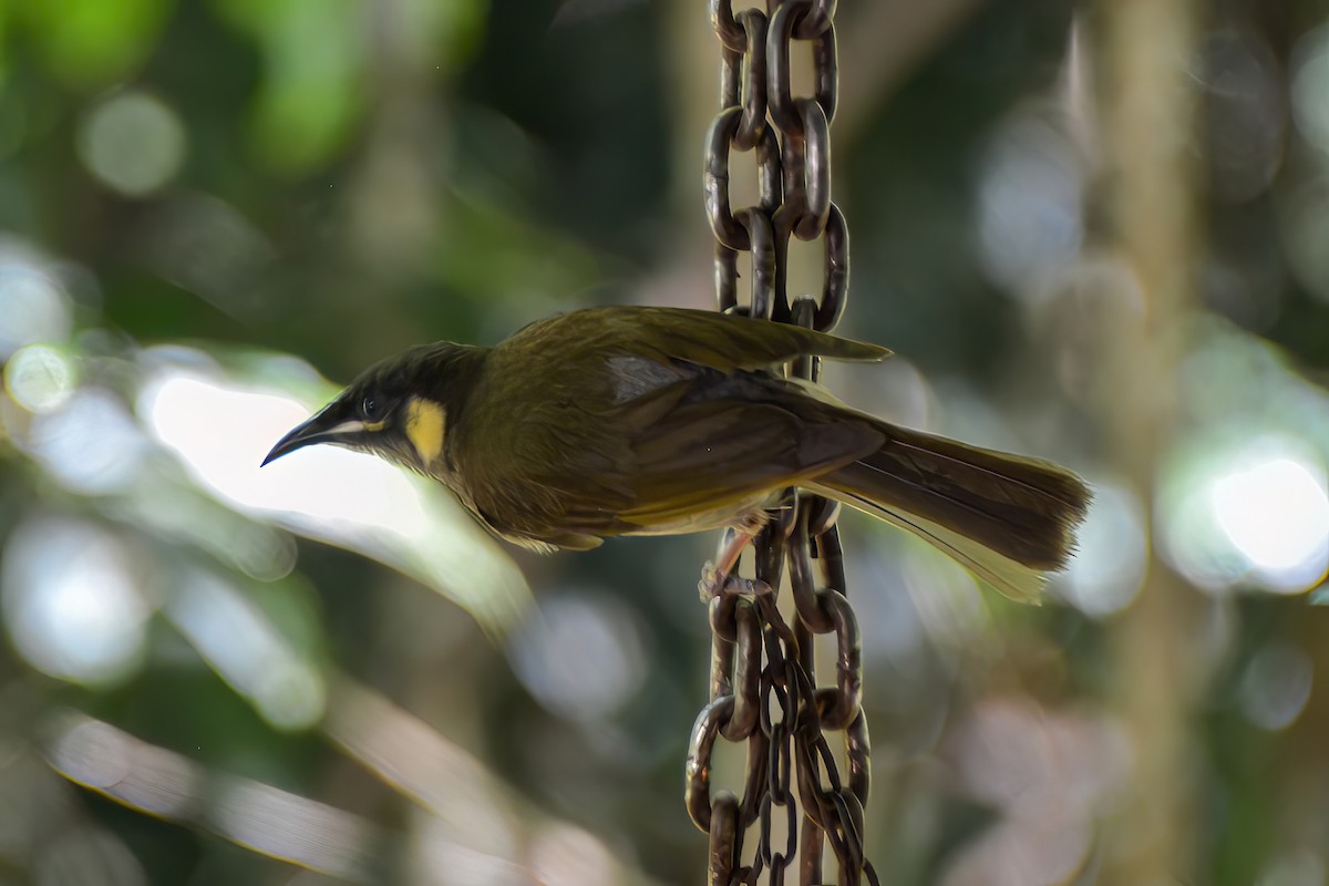 Lewin's Honeyeater - ML621508909