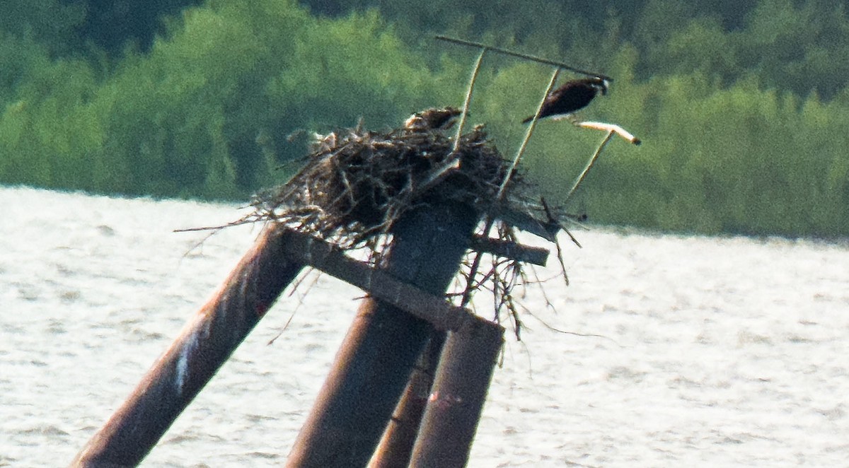 Загасч явлаг - ML621508911