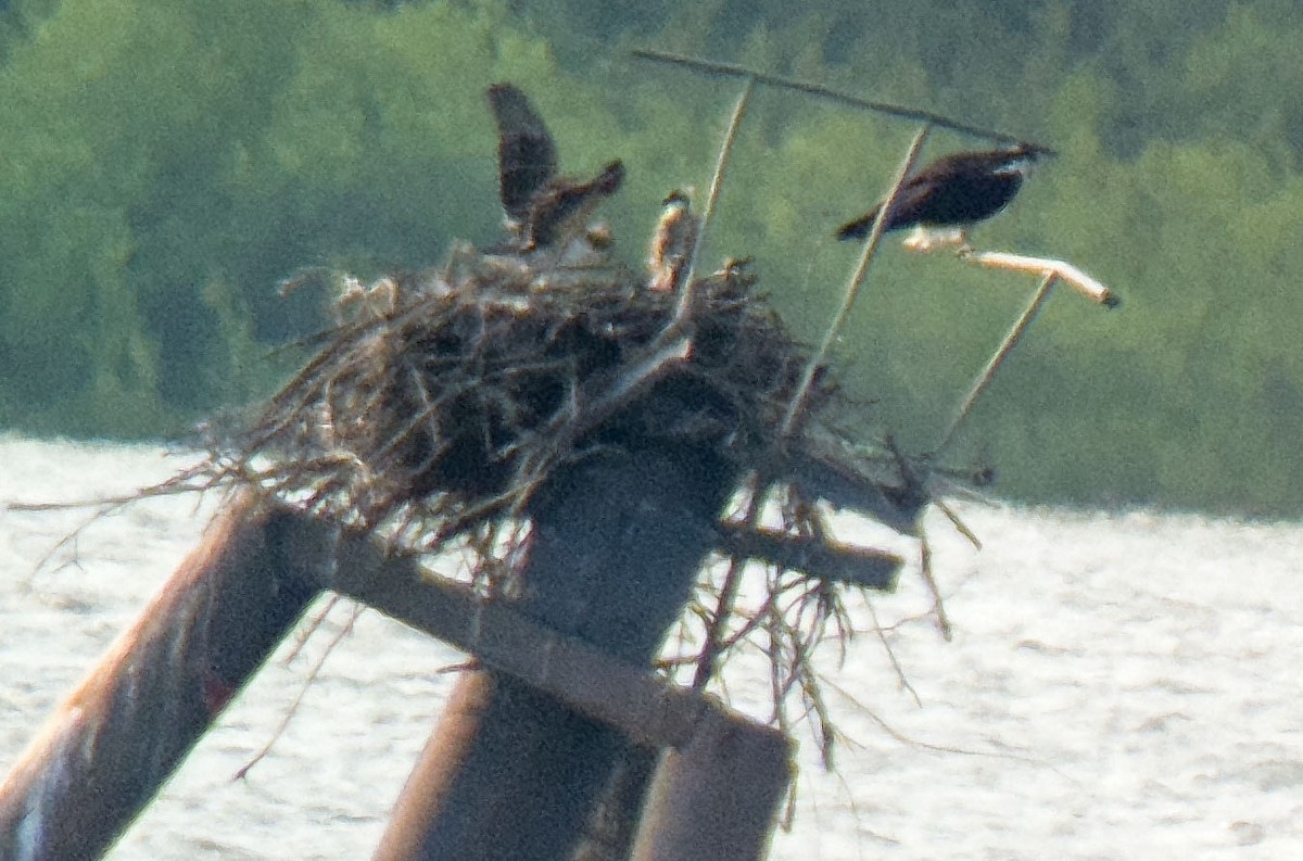 Загасч явлаг - ML621508912