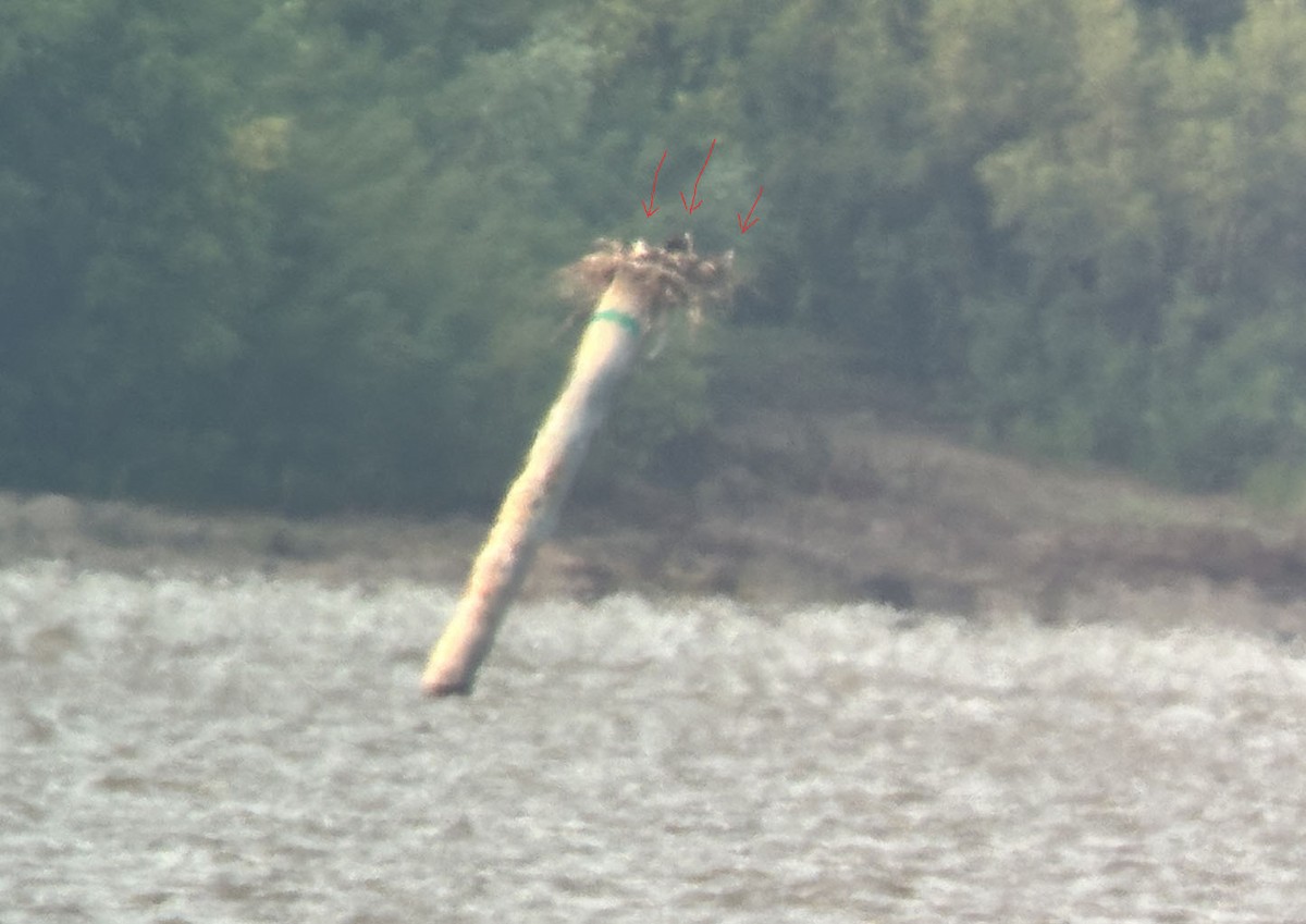 Загасч явлаг - ML621508920