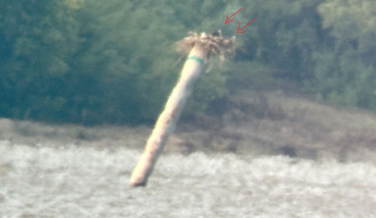 Загасч явлаг - ML621508921