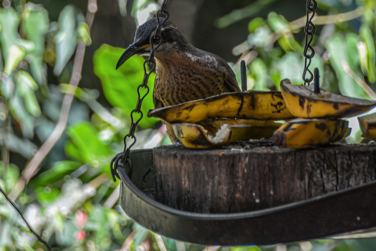 Victoria's Riflebird - ML621508926