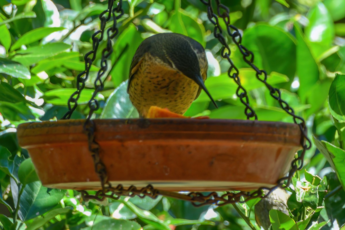 Victoria's Riflebird - ML621508931