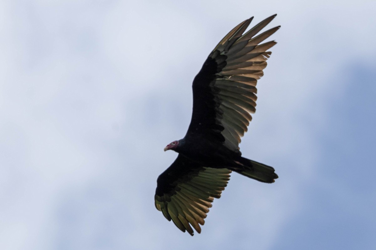 Turkey Vulture - ML621508950