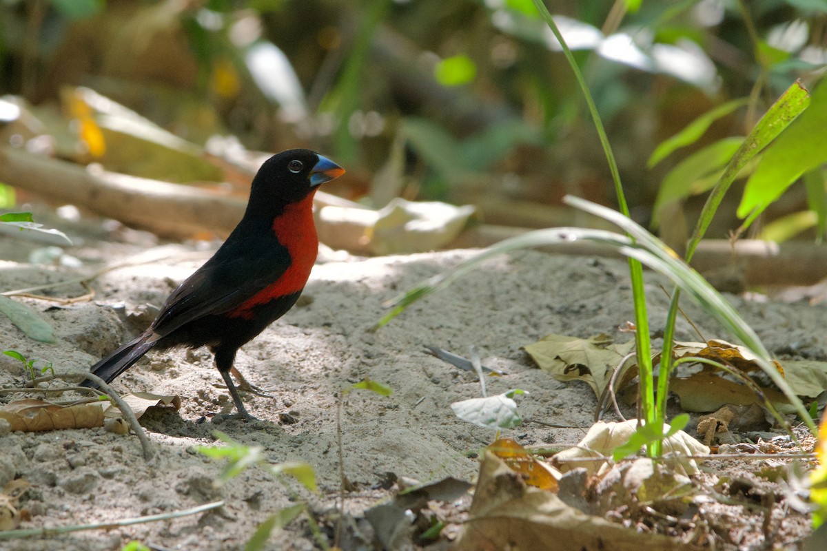 Western Bluebill - ML621508990