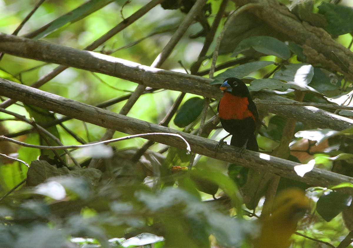 Western Bluebill - Mehdi Sadak