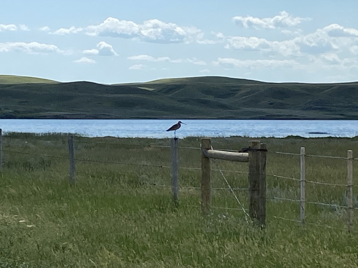 Marbled Godwit - ML621509014