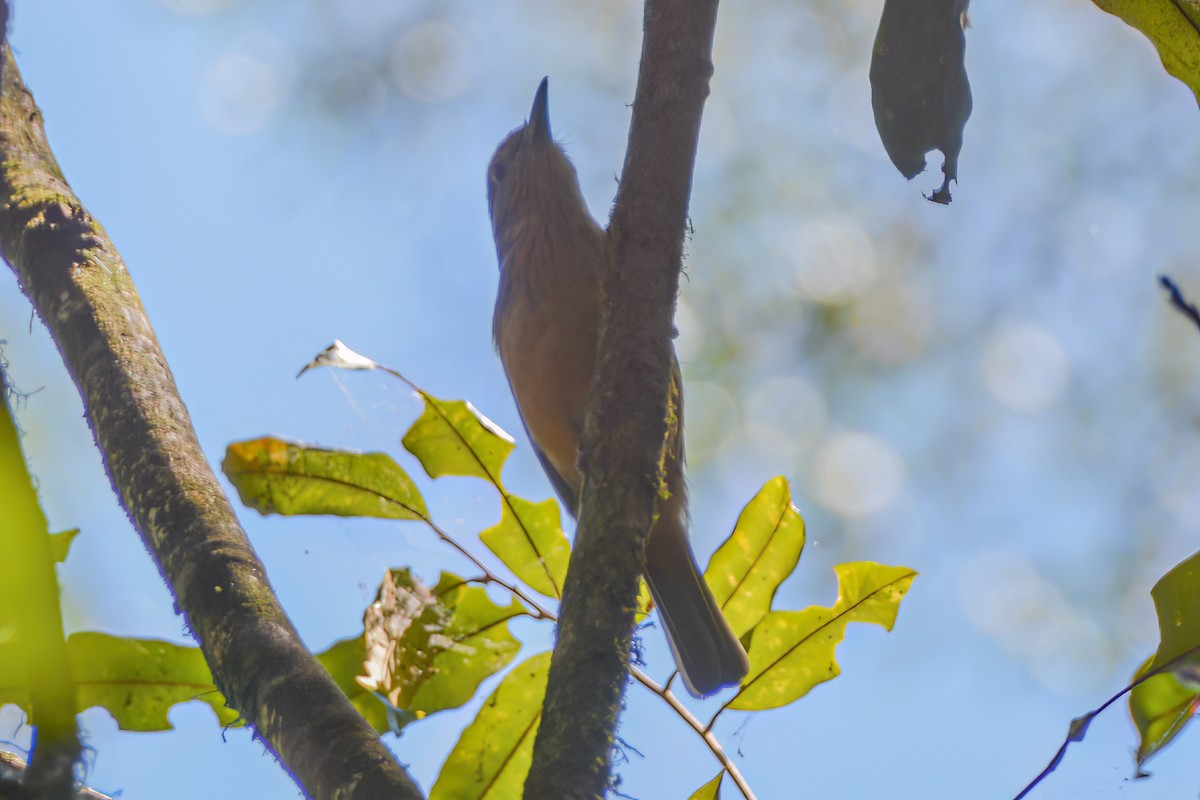 Bower's Shrikethrush - ML621509039