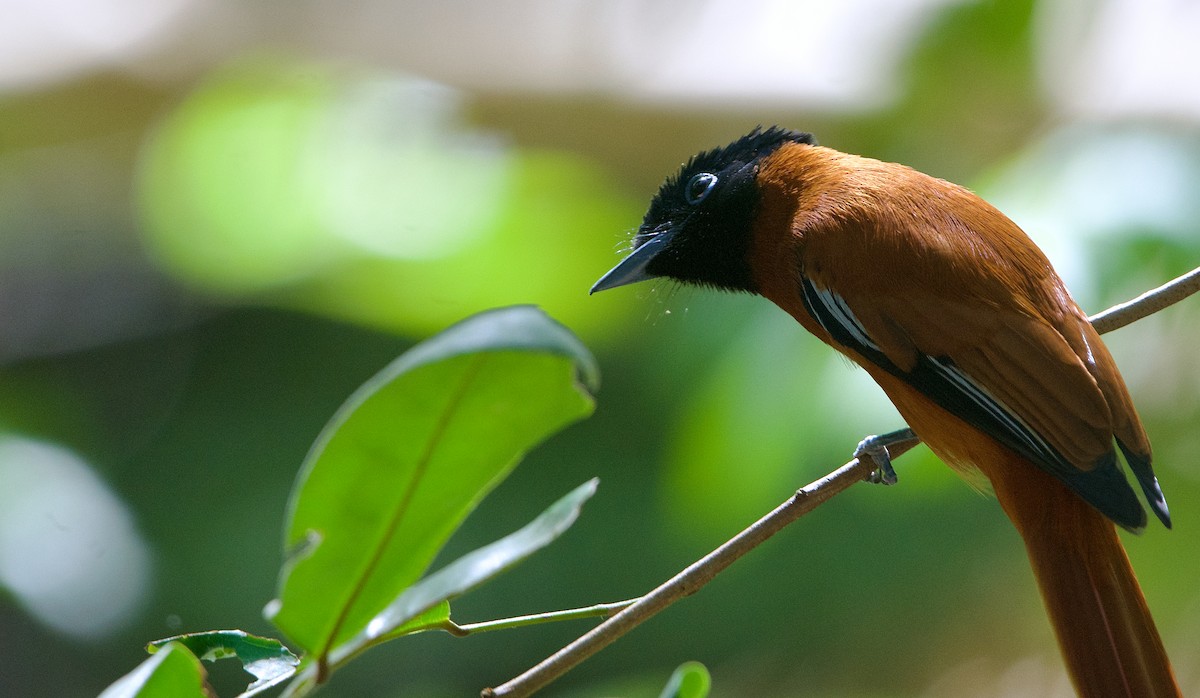 Black-headed Paradise-Flycatcher (Red-bellied) - ML621509049