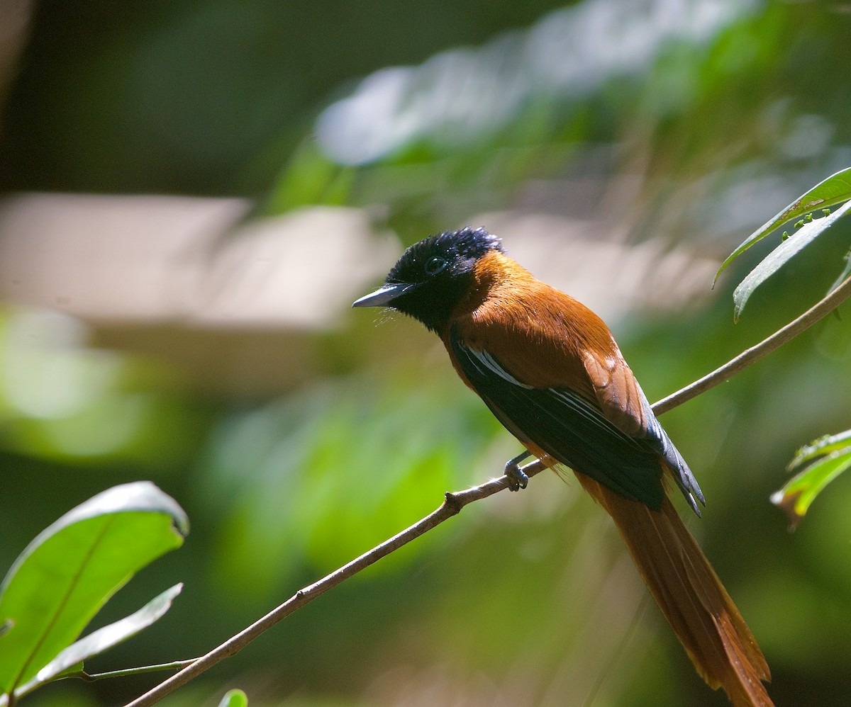 Black-headed Paradise-Flycatcher (Red-bellied) - ML621509050