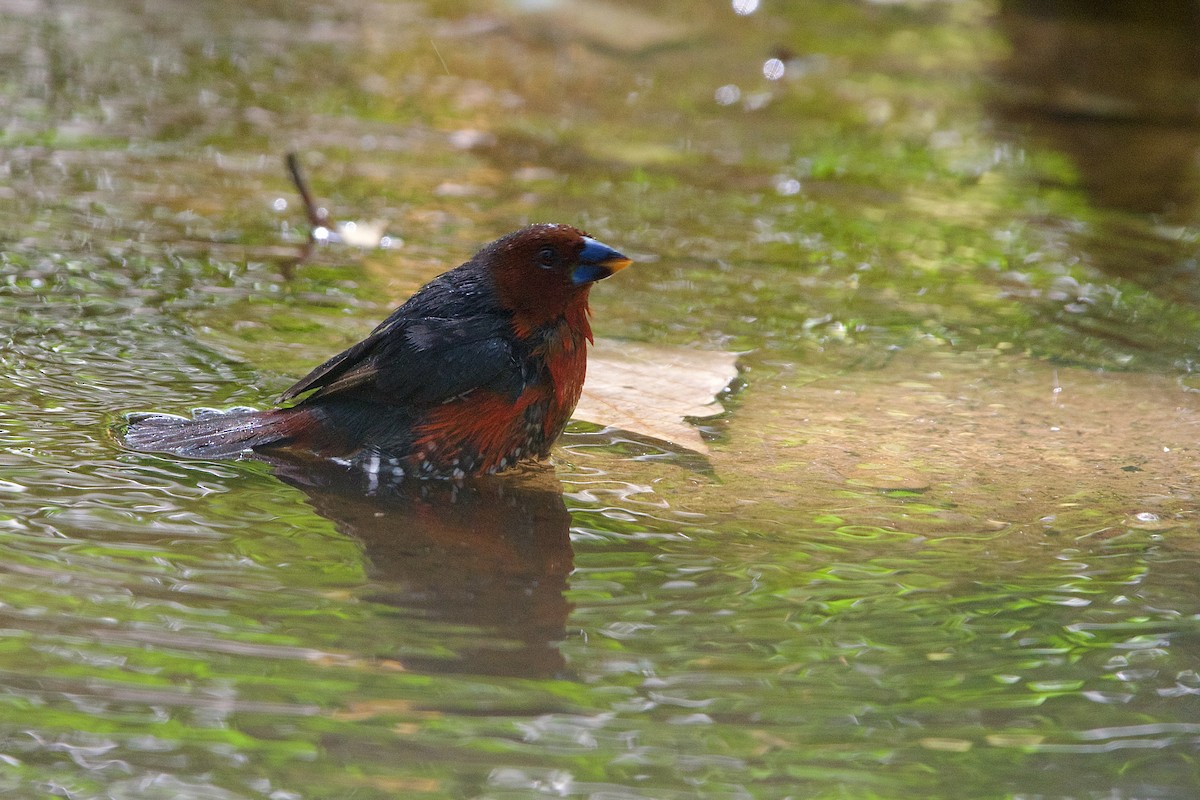 Western Bluebill - ML621509064