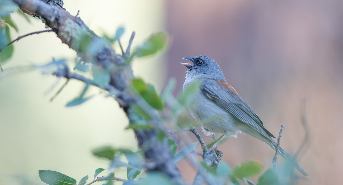 Junco ardoisé (dorsalis) - ML621509098