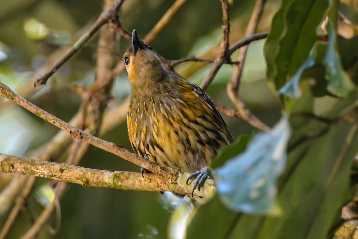 Macleay's Honeyeater - ML621509106