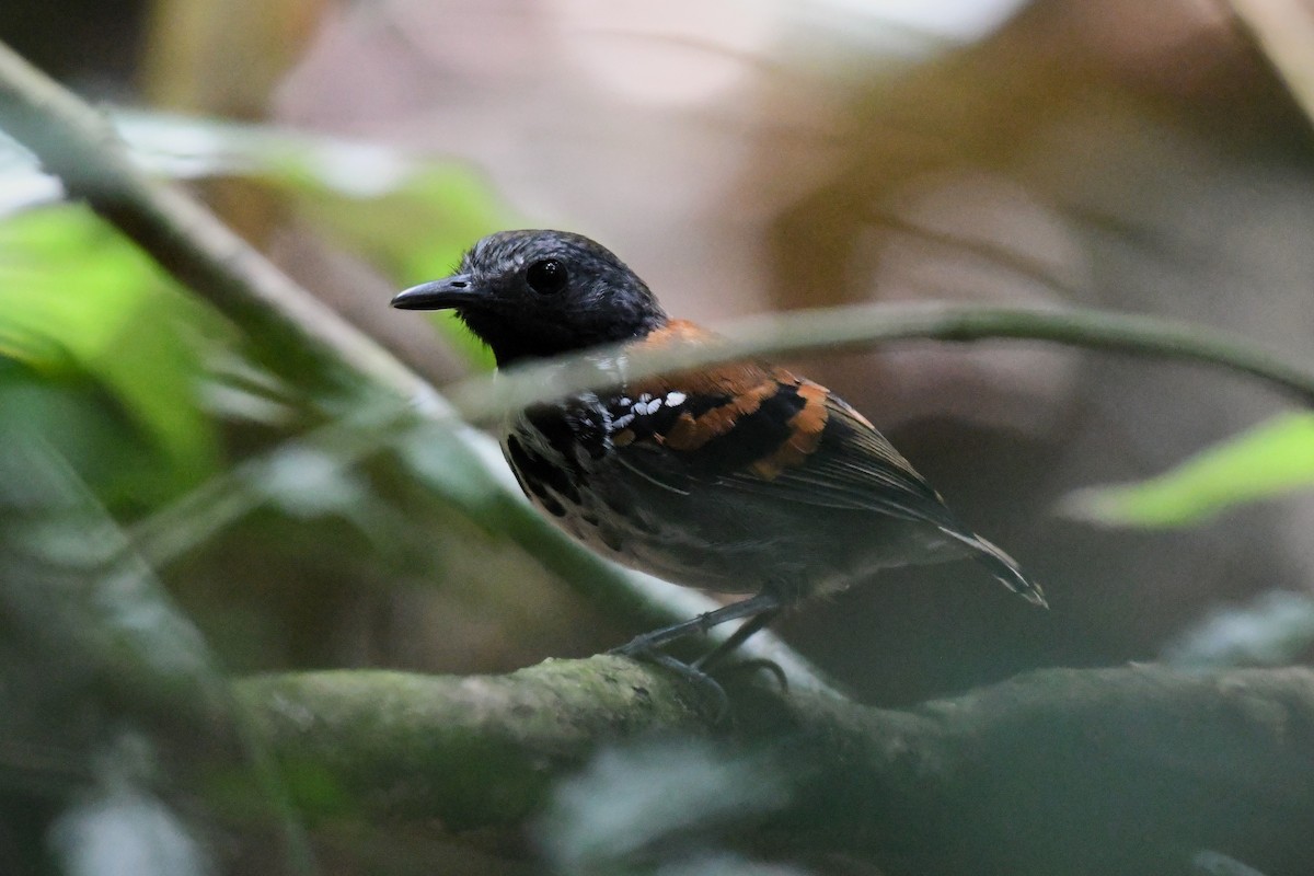 Spotted Antbird - ML621509109