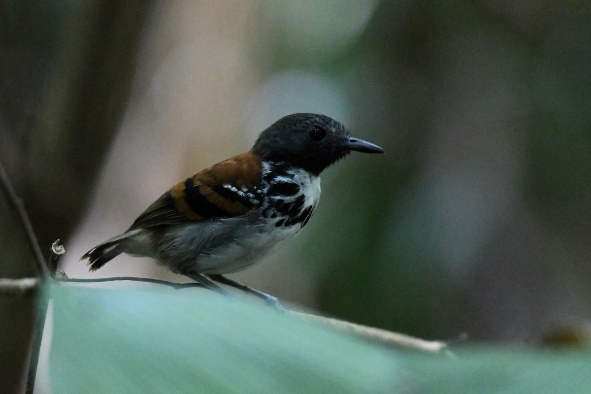 Spotted Antbird - ML621509110