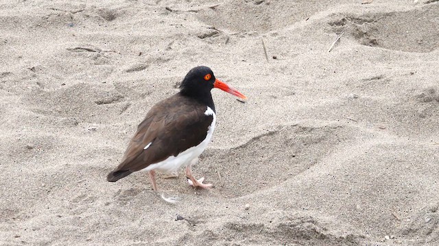 American Oystercatcher - ML621509123