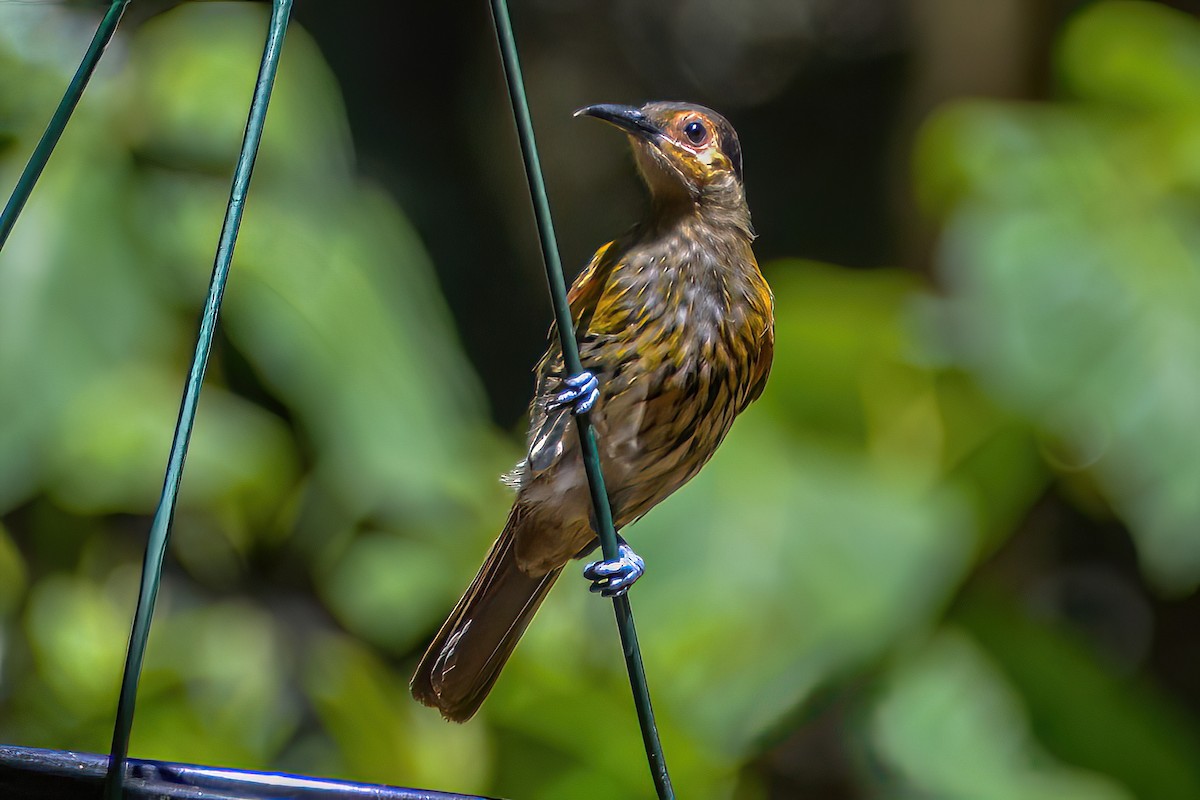 Macleay's Honeyeater - ML621509131