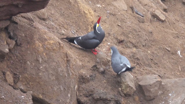 Inca Tern - ML621509154