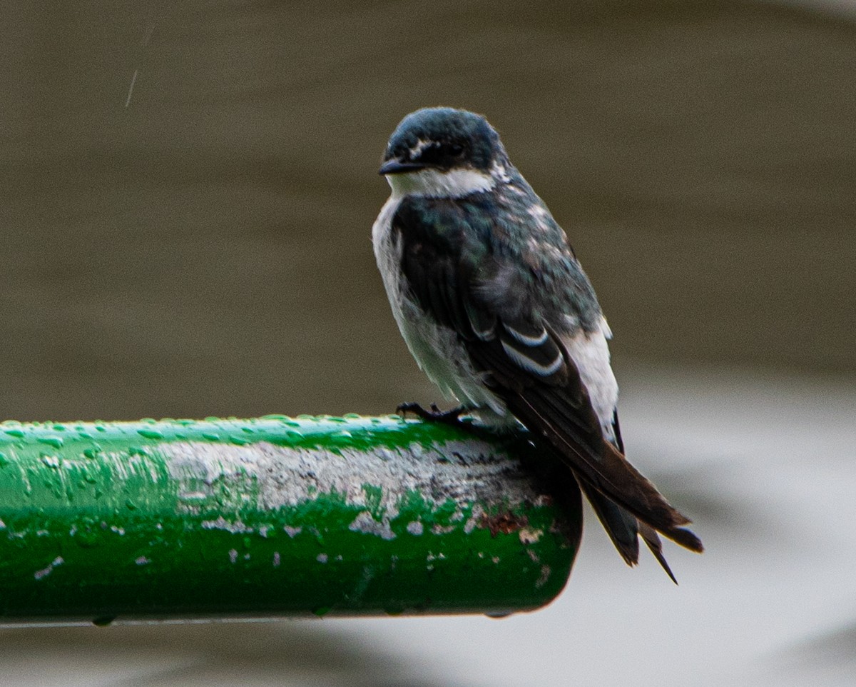 Golondrina de Manglar - ML621509168