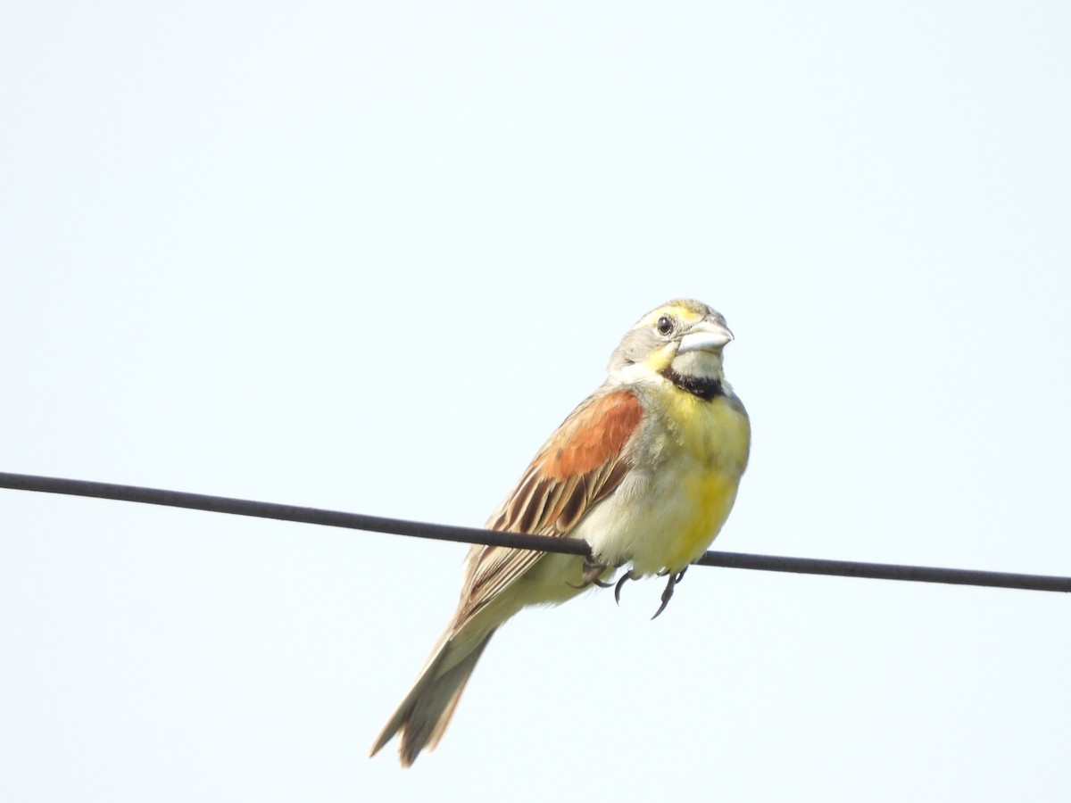 Dickcissel - L R