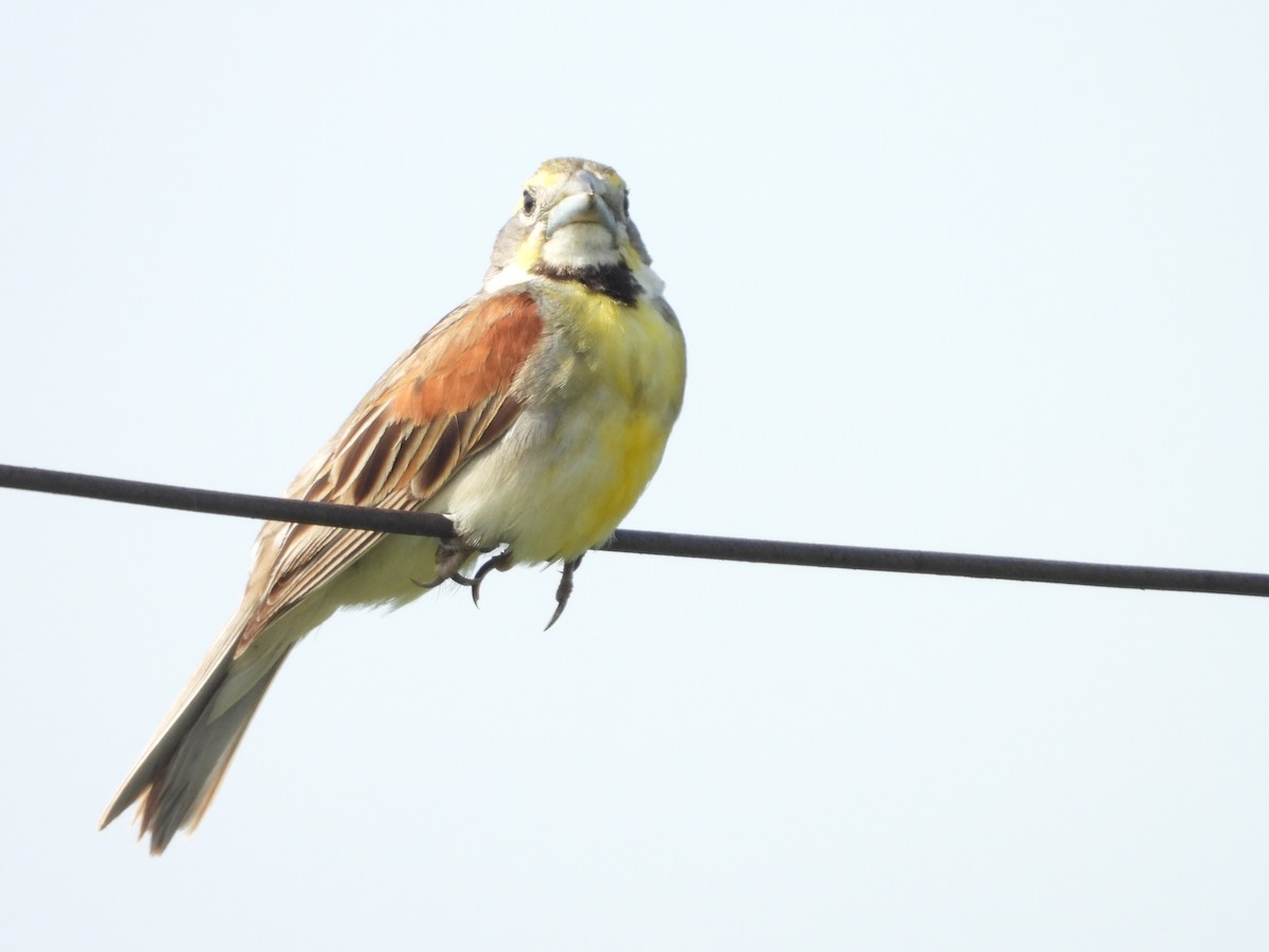 Dickcissel - ML621509259