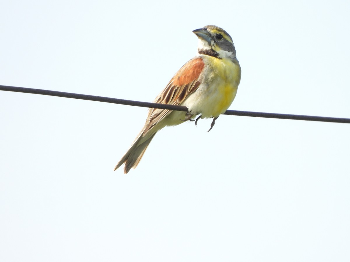 Dickcissel - ML621509260