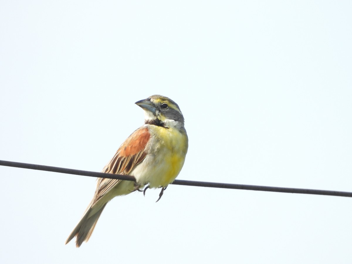 Dickcissel - ML621509261