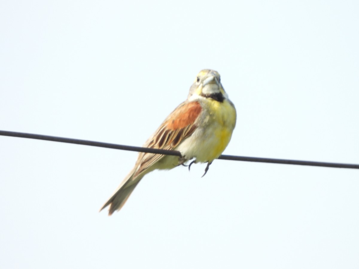 Dickcissel - ML621509262