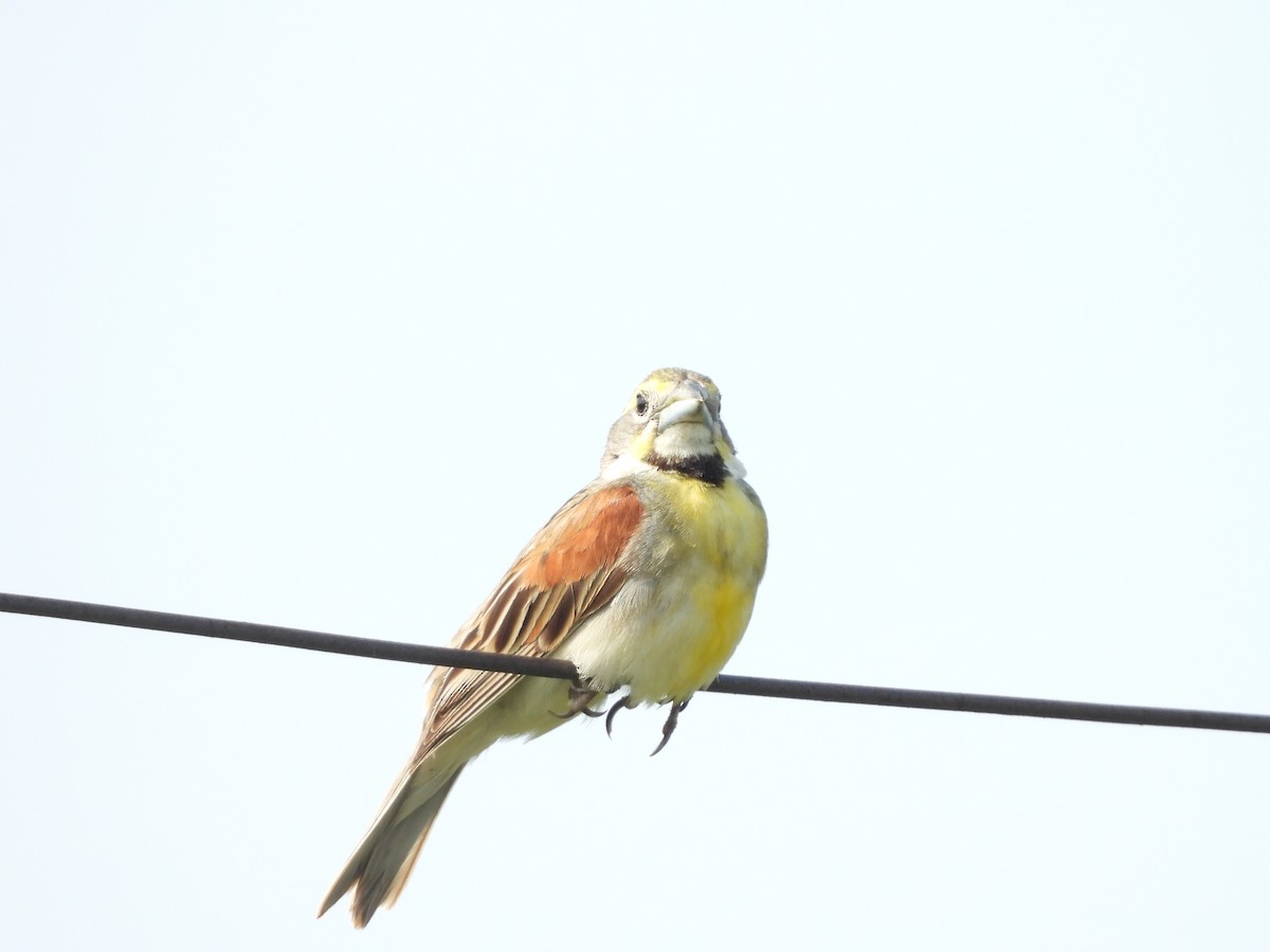 Dickcissel - ML621509263