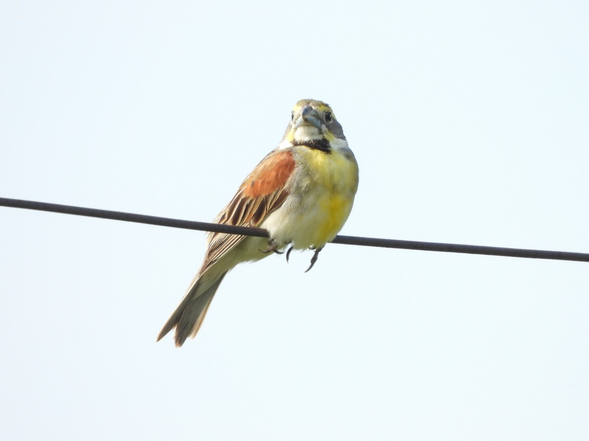 Dickcissel - ML621509266