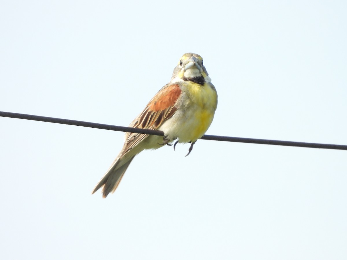 Dickcissel - ML621509268