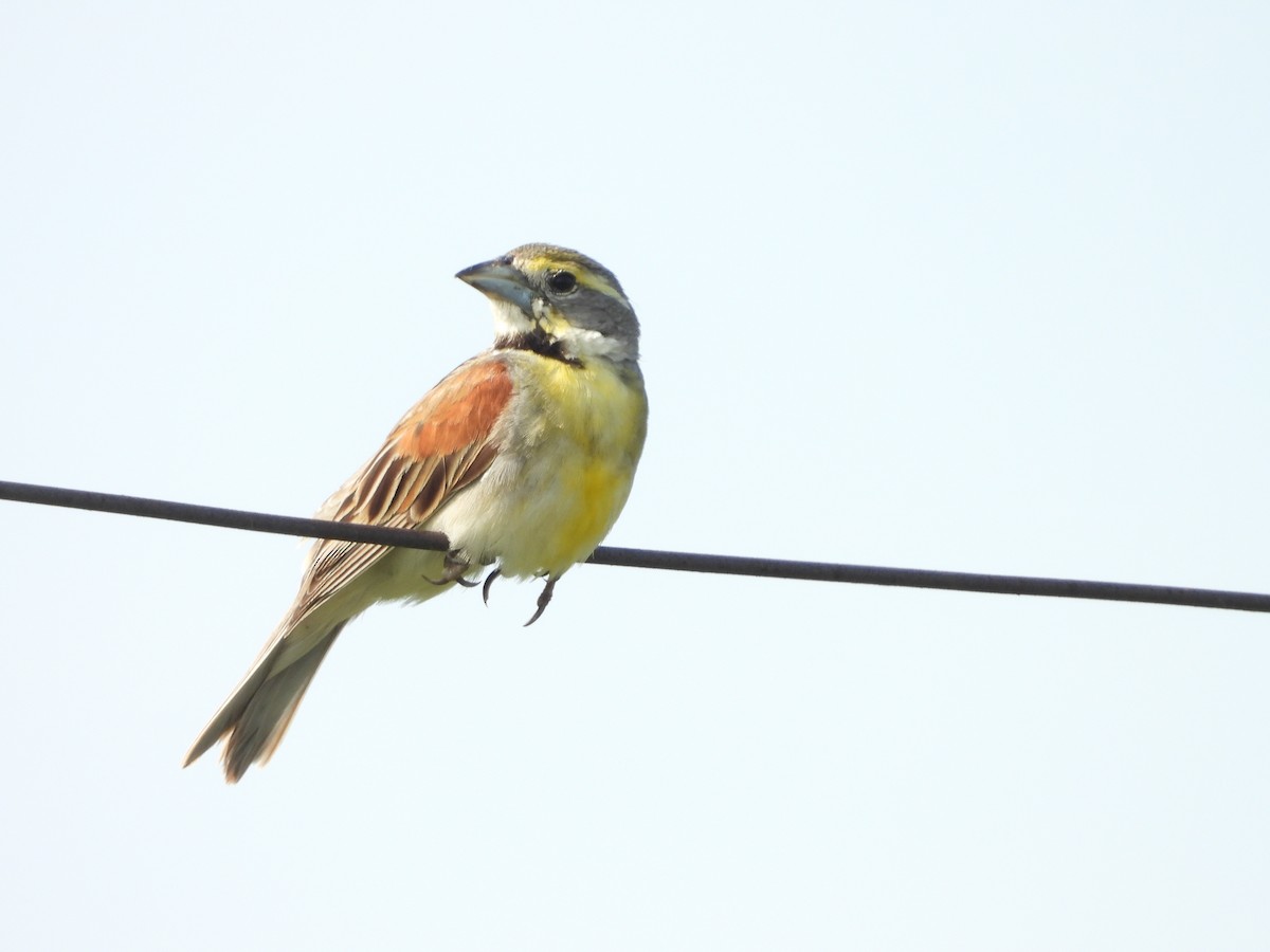 Dickcissel - ML621509269