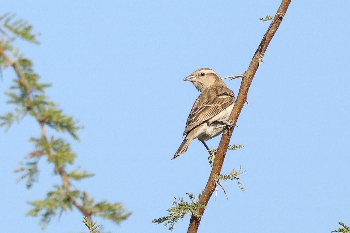 Yellow-throated Bush Sparrow - ML621509336