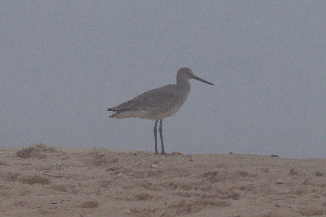 Willet (Western) - ML621509364