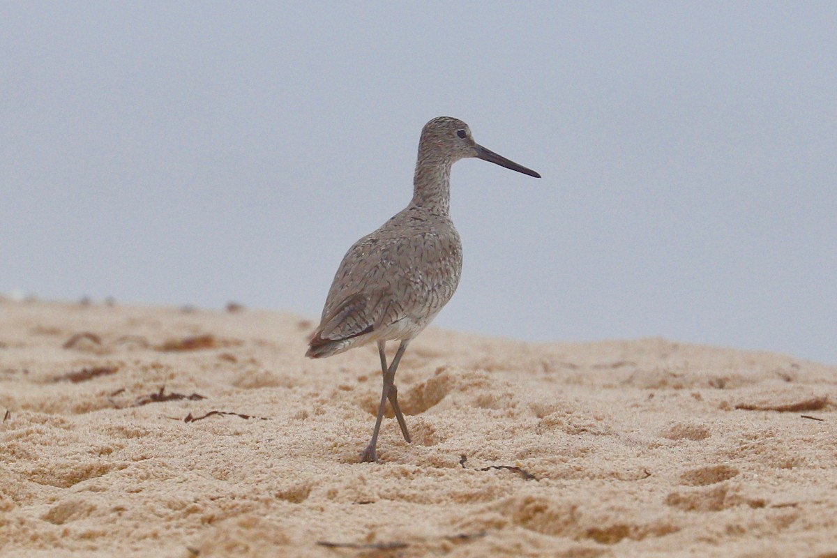 Willet (Western) - ML621509371