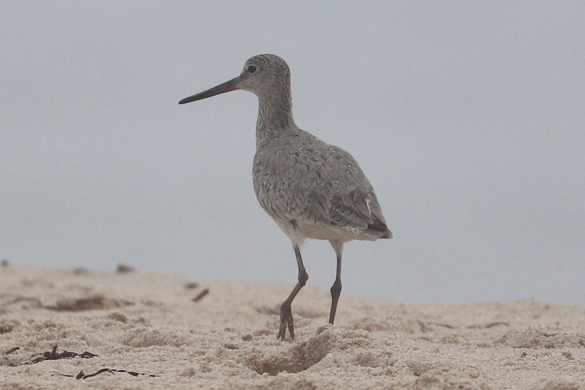 Willet (Western) - ML621509372