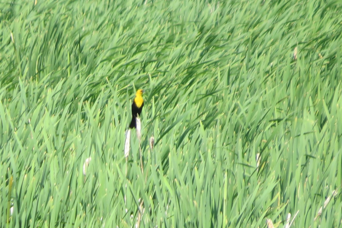 Yellow-headed Blackbird - ML621509398