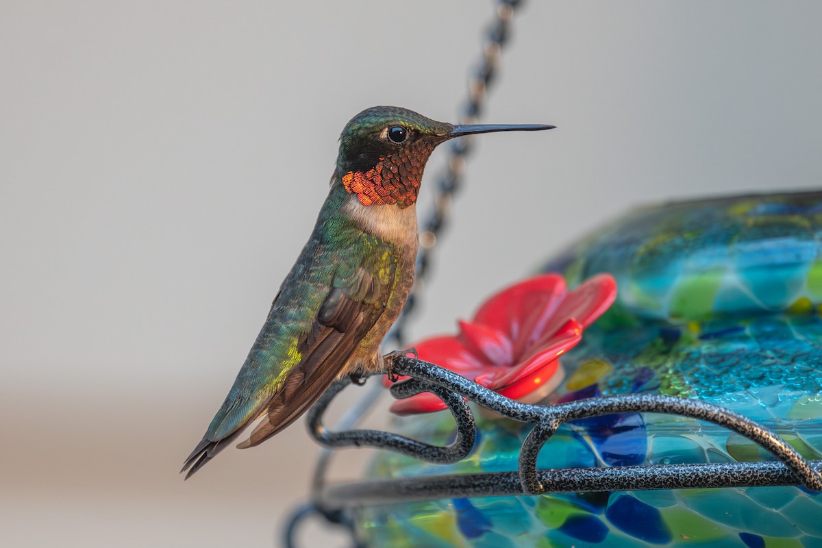 Ruby-throated Hummingbird - Doug Norwood