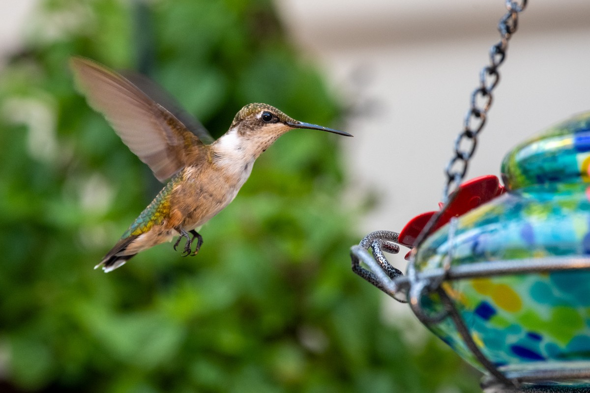 Ruby-throated Hummingbird - Doug Norwood