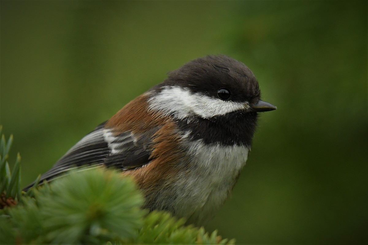 Chestnut-backed Chickadee - ML621509480