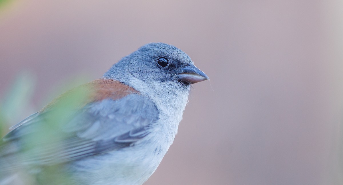 Junco ardoisé (dorsalis) - ML621509484