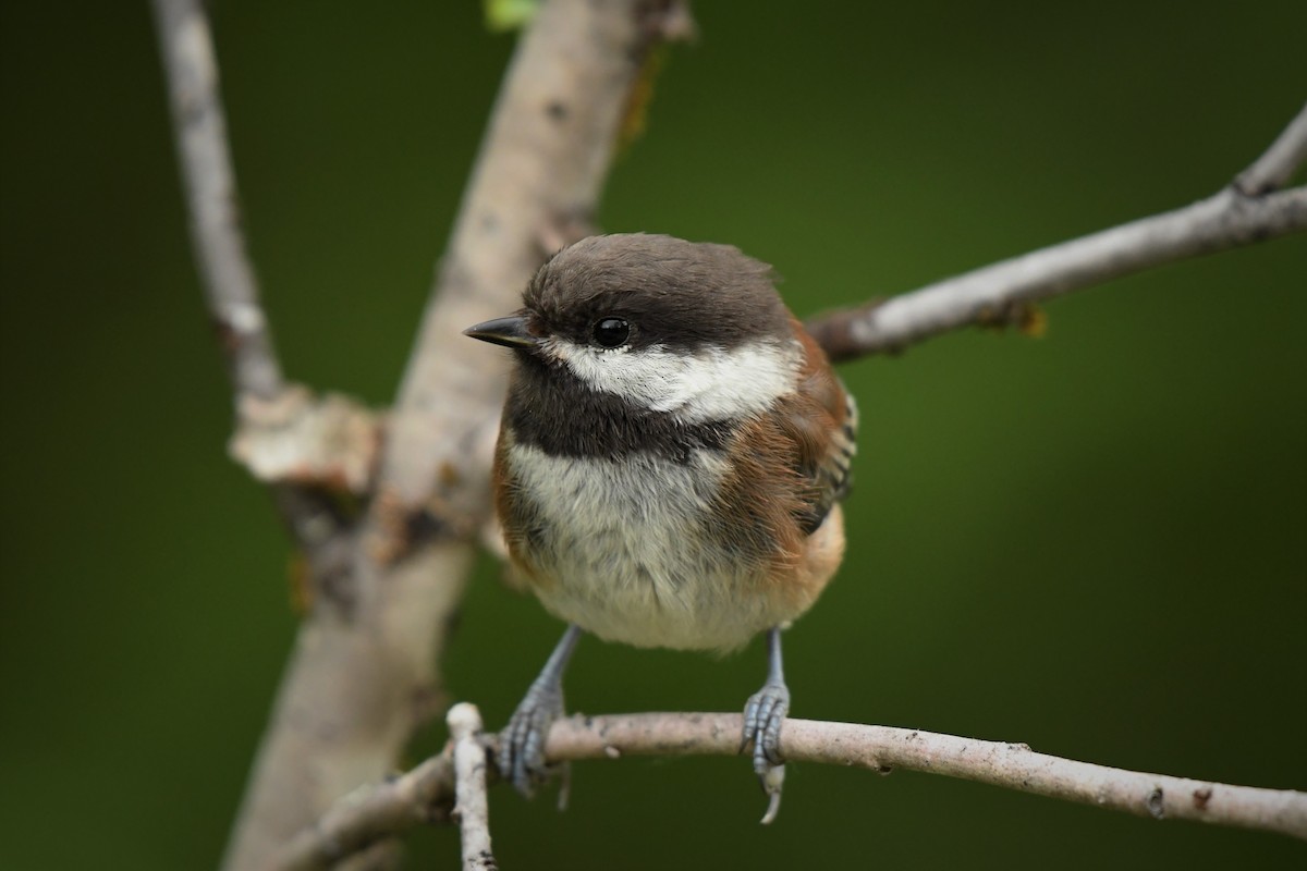 Chestnut-backed Chickadee - ML621509485