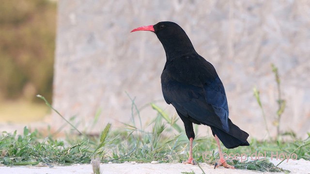 Red-billed Chough - ML621509525