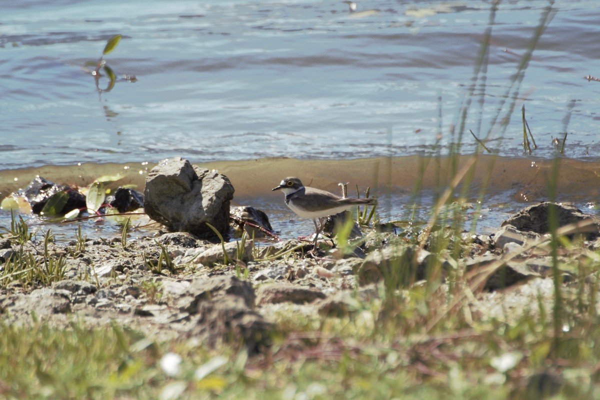 Little Ringed Plover - Alvaro Ortega Colina